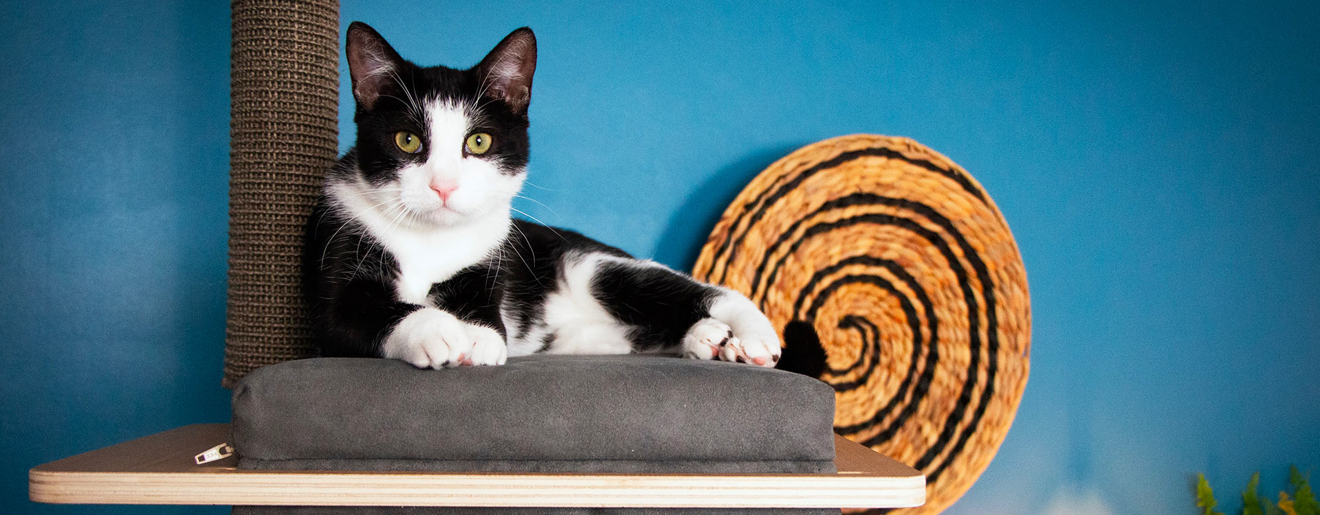 Comment Integrer Un Deuxieme Chat Dans Votre Maison Eden Mitaine