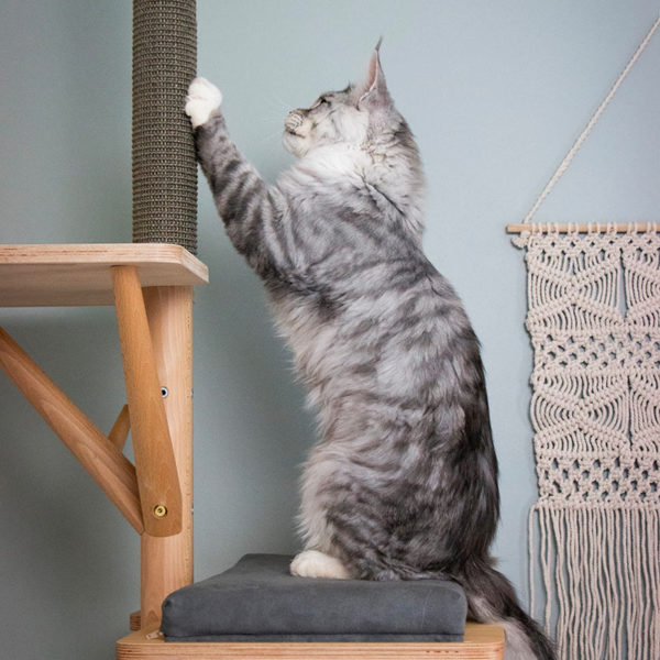 Un mainecoon fait ses griffes sur le griffoir.