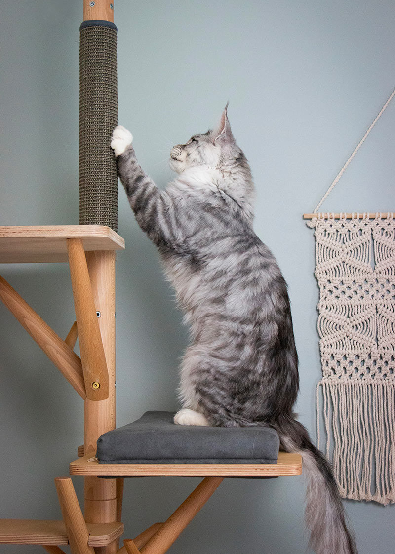 Un mainecoon fait ses griffes sur le griffoir de l'arbre scandinave.