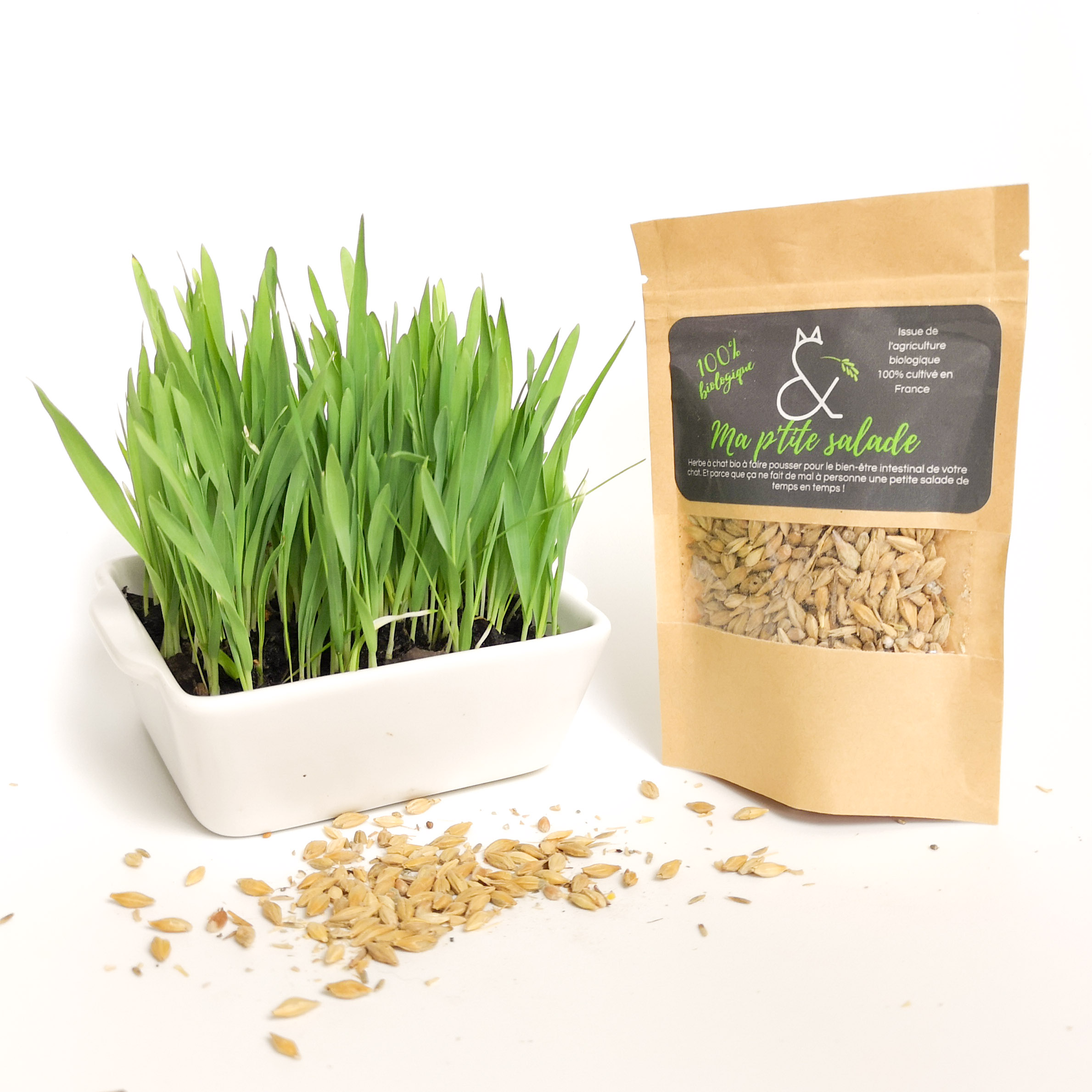 Herbe A Chat Biologique Eden Mitaine
