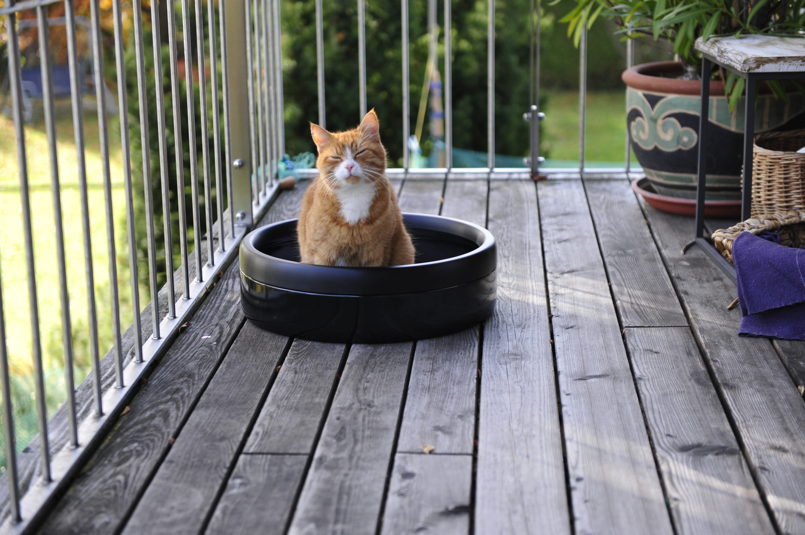 Mon Chat Reste Assis Dans Sa Litière Litière en céramique Katchit - Eden & Mitaine